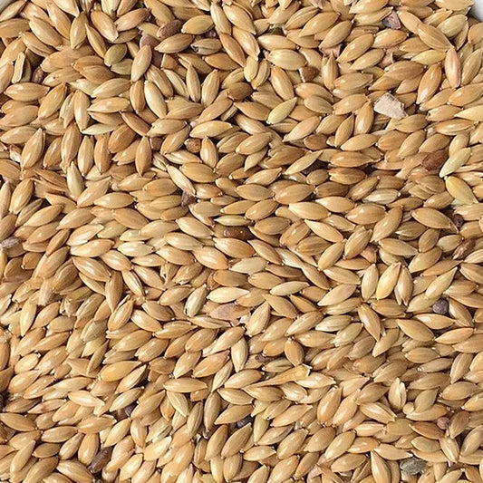 Plain Canary Seed